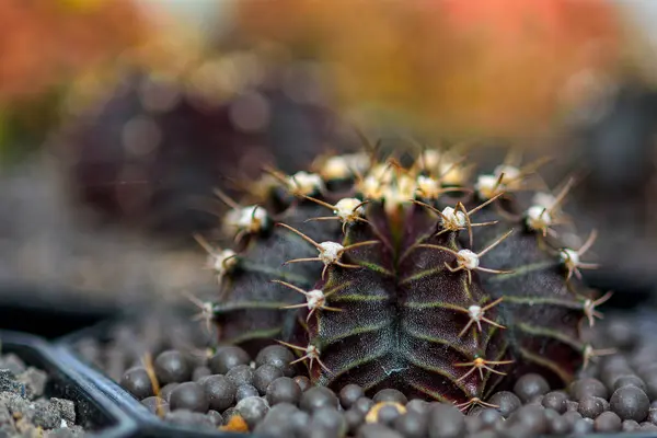 庭の美しいサボテン サボテンの植物の質感の背景 — ストック写真