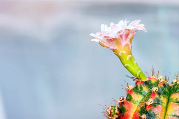 Primer Plano Hermosas Flores Cactus Rosa Con Espinas Cactus Jardín — Foto de Stock