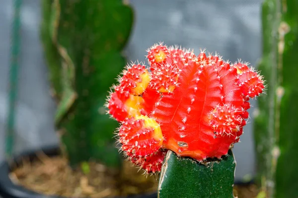 Hermoso Cactus Jardín Fondo Textura Planta Cactus —  Fotos de Stock