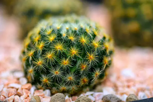 Hermoso Cactus Jardín Fondo Textura Planta Cactus — Foto de Stock