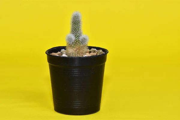 Cactus Plant Pot Potted Cactus Huisplant Tegen Gele Achtergrond — Stockfoto