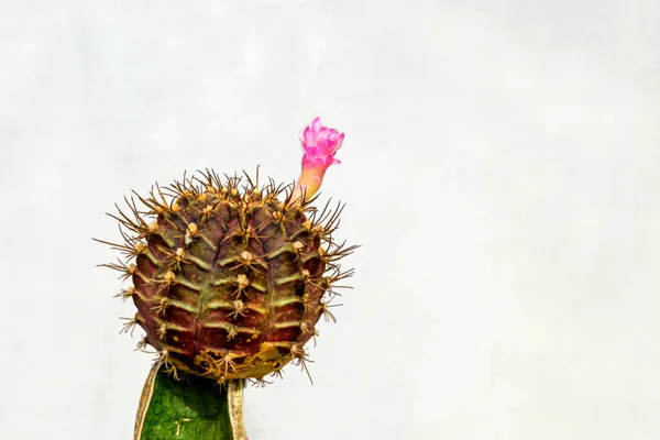 Närbild Vackra Rosa Kaktus Blommor Med Ryggar Kaktus Trädgården — Stockfoto