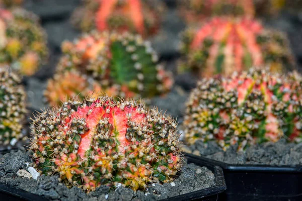 Hermoso Cactus Jardín Fondo Textura Planta Cactus —  Fotos de Stock