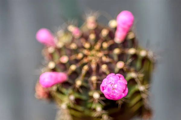 Close Van Mooie Roze Cactus Bloemen Met Stekels Cactus Tuin — Stockfoto