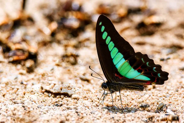 Blue Triangle Butterfly Common Bluebottle Butterfly Graphium Sarpedon Sarpedon Sucking — Stock Photo, Image