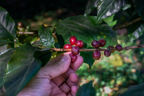 Kávovník Zralými Bobulemi Farmě Severu Thajska Čerstvé Kávové Zrno Červené — Stock fotografie