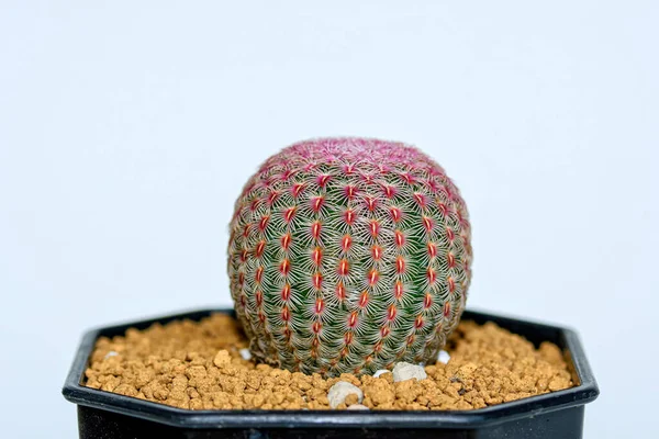 Cactus Plant Pot Potted Cactus Huis Plant Tegen Witte Achtergrond — Stockfoto