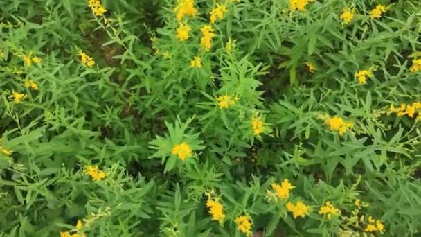 Video Top View Желтые Цветочные Поля Sunn Конопли Crotalaria Juncea — стоковое видео