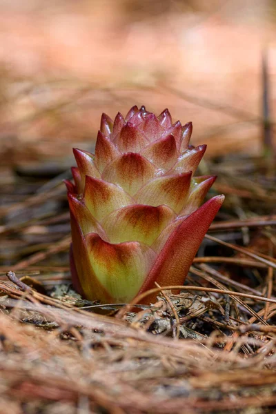 Suthep Siamese Blommor Eller Krachiao Suthep Blommar Frã Marken Doi — Stockfoto