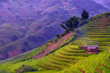 Mu Cang Chai, YenBai, Vietnam 'ın teraslarındaki pirinç tarlaları. Pirinç tarlaları Kuzeybatı Vietnam 'da hasat hazırlıyor. Vietnam manzaraları..