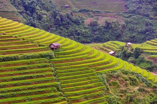 Cang Chai Yenbai Vietnam Teraslarındaki Pirinç Tarlaları Pirinç Tarlaları Kuzeybatı — Stok fotoğraf