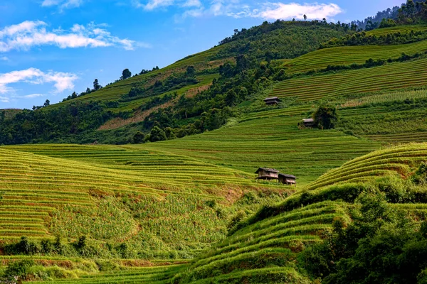 Cang Chai Yenbai Vietnam Teraslarındaki Pirinç Tarlaları Pirinç Tarlaları Kuzeybatı — Stok fotoğraf