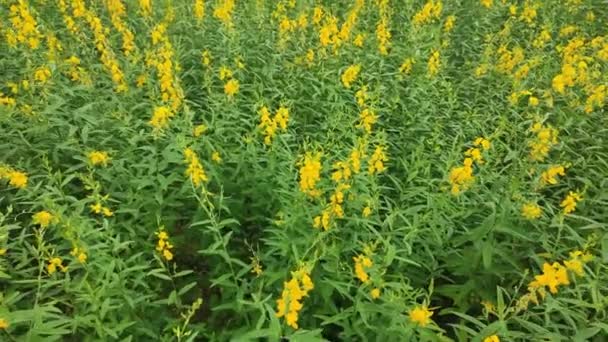 Video Yellow Flower Fields Sunn Hemp Crotalaria Juncea是一种热带亚洲植物 在风中生长 风中飘扬的花朵 — 图库视频影像