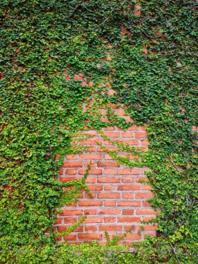 Evin tuğla duvarında büyüyen yeşil sarmaşık bitkisi. Bir tırmanma tesisi, Retro tarzı arka plan