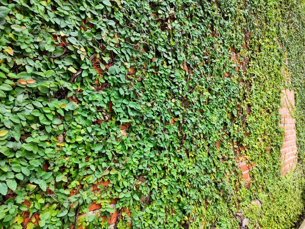 Evin Tuğla Duvarında Büyüyen Yeşil Sarmaşık Bitkisi Bir Tırmanma Tesisi — Stok fotoğraf