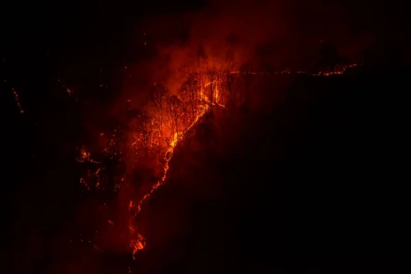 Several Forest Trees Burned Dry Season Forest Fire Night — Stock Photo, Image