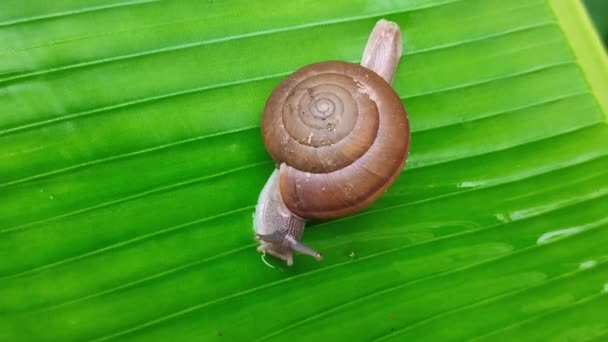 Garden Snails Deslizando Uma Folha Verde Caracóis Marrons Rastejando Uma — Vídeo de Stock