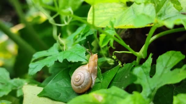랩스의 달팽이가 미끄러지는 달팽이는 나뭇잎 다닌다 동물들 — 비디오