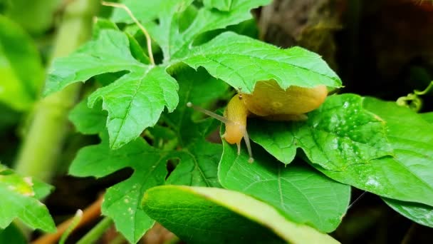 時間の経過映像 緑の葉の上に滑り庭のカタツムリ 葉には茶色のカタツムリが這う 野生動物の動物 — ストック動画