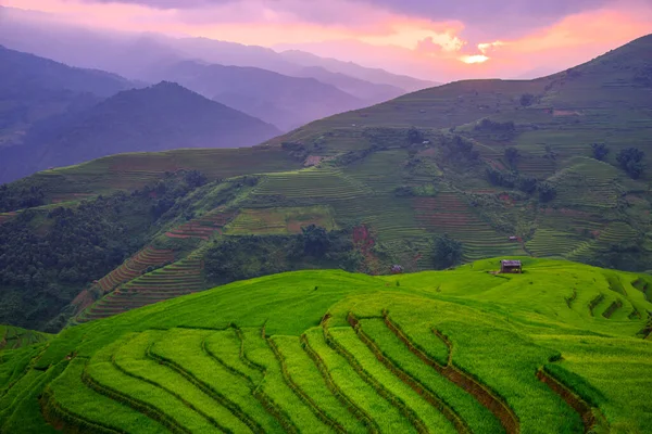 Champs Riz Sur Terrasse Belle Forme Cang Chai Yenbai Vietnam — Photo