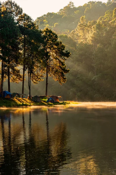 Beautiful Landscape Sunshine Rays Light Morning Lake Pine Forest Trees — Stock Photo, Image