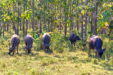Tayland bufalosu yaşamak için ormanın kıyısında yetiştirildi. Tayland kırsalında bufalo