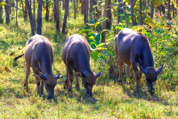 森の端に住むために育てられたタイの水牛 タイの田舎のバッファロー — ストック写真