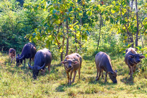 森の端に住むために育てられたタイの水牛 タイの田舎のバッファロー — ストック写真