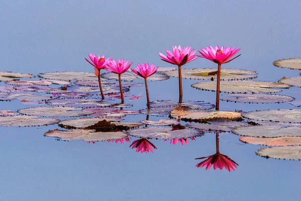 Red Lotus Lake Morning Pink Water Lilies Lake — Stock Photo, Image