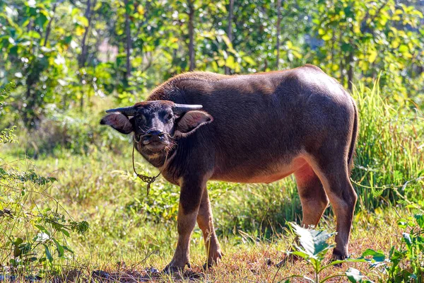 Búfalo Tailandés Criado Para Ganarse Vida Borde Del Bosque Buffalo — Foto de Stock