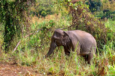Asya Fili (Elephas maximus), gövdesinde yeşil otlar bulunan büyük bir memeli türü..