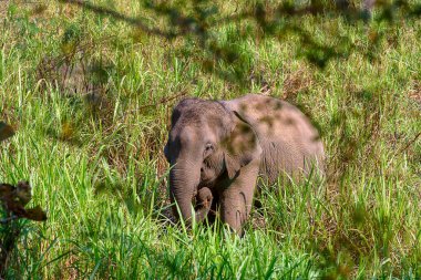 Asya Fili (Elephas maximus), gövdesinde yeşil otlar bulunan büyük bir memeli türü..