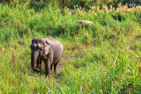 Asian Elephant Elephas Maximus Big Mammal Green Grass Trunk — Stock Photo, Image