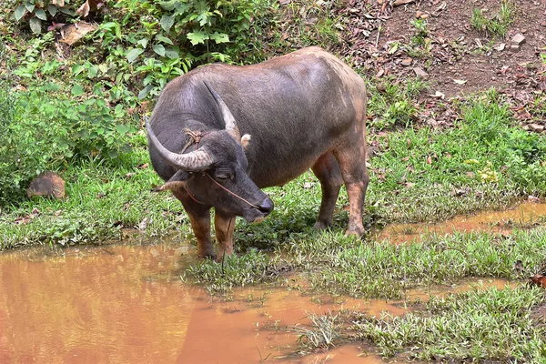 Búfalo Tailandés Criado Para Vivir Naturaleza Buffalo Campo Tailandia — Foto de Stock