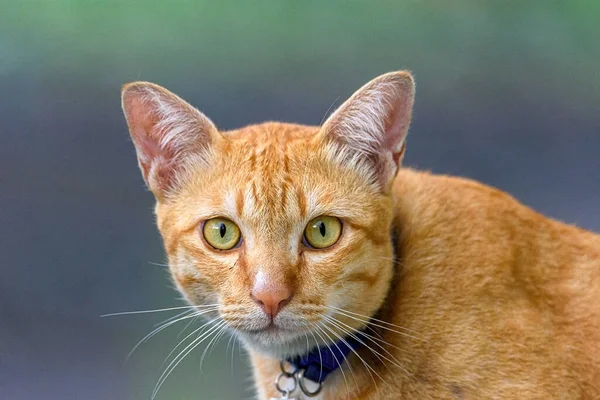 Cute Orange Thai Cat Looking Camera Thai Cat Friendly Cat — Stock Photo, Image