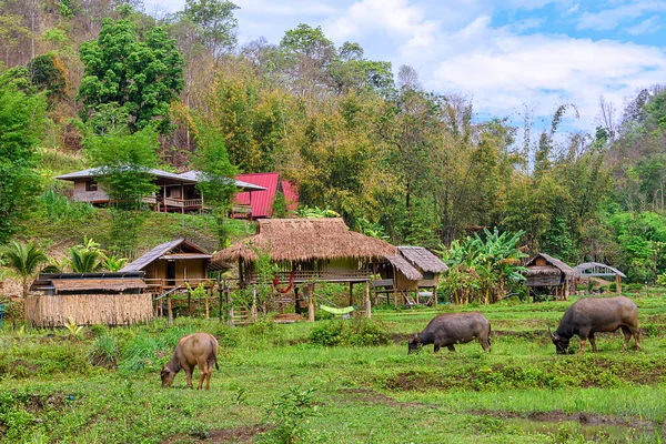 Búfalo Tailandés Criado Para Vivir Prado Buffalo Campo Tailandia —  Fotos de Stock