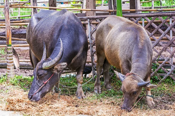 Búfalo de agua . — Foto de Stock