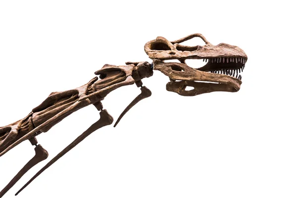 Teschio di testa di dinosauro . — Foto Stock