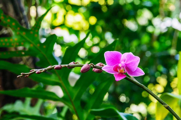 Růžové orchidej květiny. — Stock fotografie