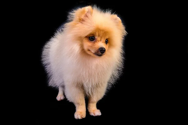 Pomeranian puppies — Stock Photo, Image