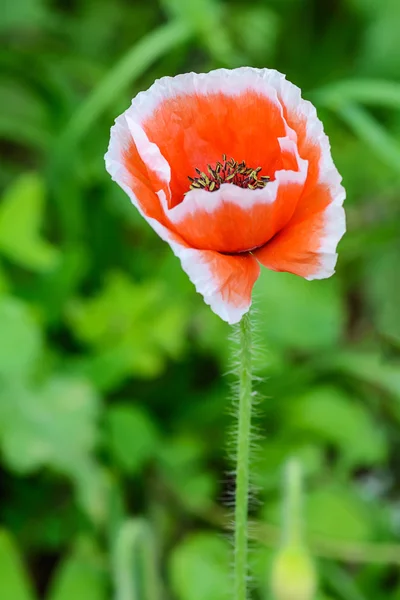 Appelsinvalmuer blomst - Stock-foto