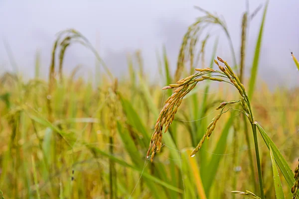 Rice fields. — Stock Photo, Image