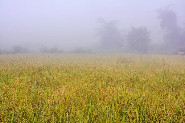 Campos de arroz . —  Fotos de Stock