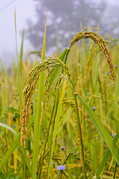 Rice fields. — Stock Photo, Image