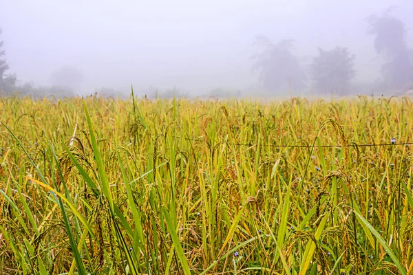 Rice fields. — Stock Photo, Image