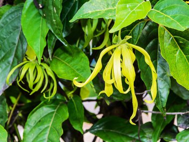 ylang-ylang çiçekler.