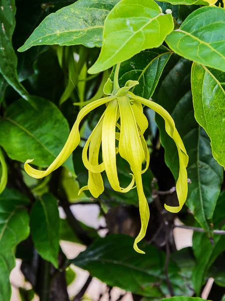 ylang-ylang çiçekler.