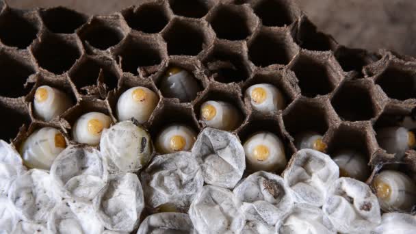 Larva wasps. Stock Video