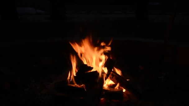 Bonfire. — Stock Video