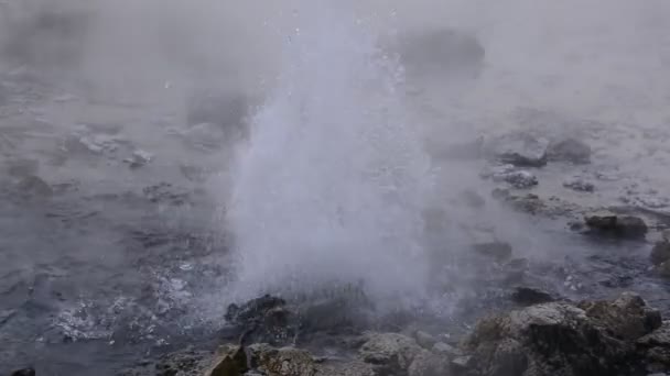 Pong dued Geysir. — Stockvideo